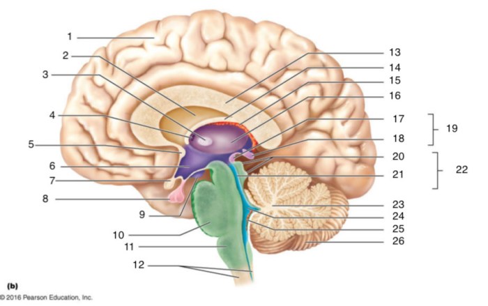 Gross anatomy of the brain and cranial nerves review sheet