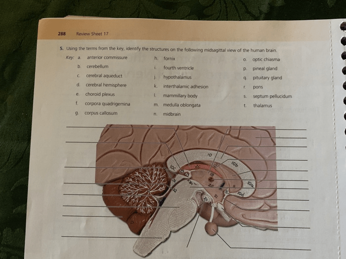 Anatomy exercise cranial nerves physiology