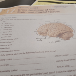 Gross anatomy of the brain and cranial nerves review sheet