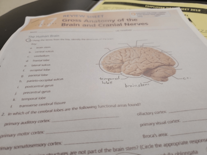 Gross anatomy of the brain and cranial nerves review sheet