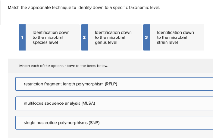 Match each statement with the microbial identification technique it describes