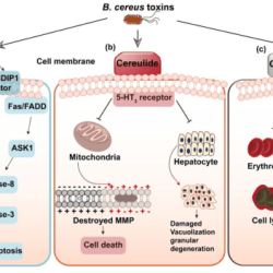 Emetics dicyclomine antiemetics