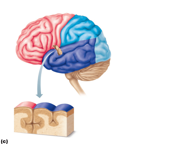 Gross anatomy of the brain and cranial nerves review sheet